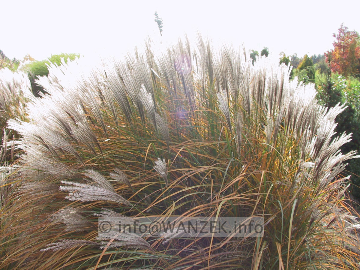 Miscanthus sinensis Kleine Silberspinne Herbst1.JPG